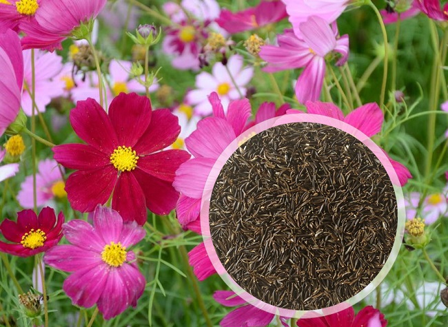 波斯菊