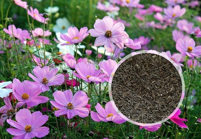 格桑花
